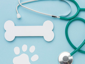 Ce trebuie să conțină trusa medicală pentru animalul tău