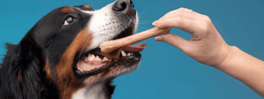 Îngrijirea dentară la animalele de companie: prevenția tartrului și halitozei