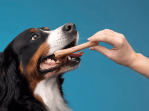 Îngrijirea dentară la animalele de companie: prevenția tartrului și halitozei