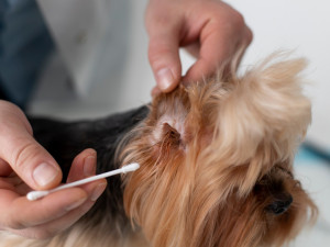 Îngrijirea urechilor și ochilor la câini: sfaturi veterinare