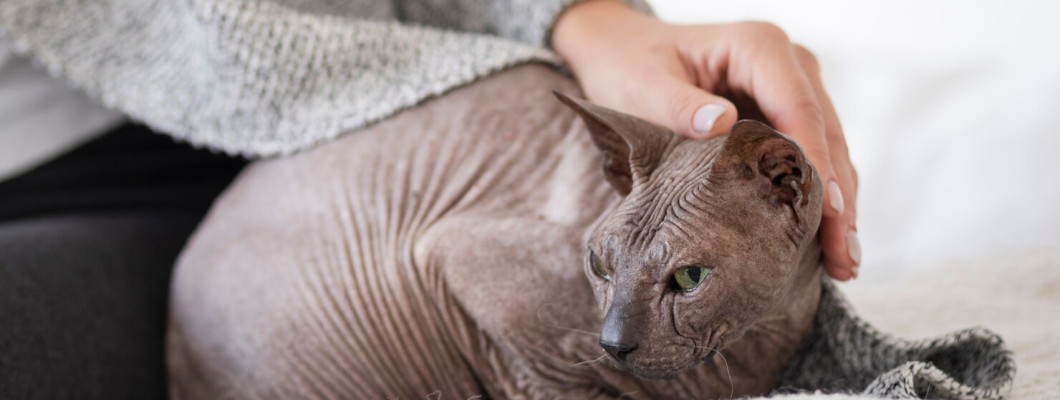 Pisicile fără păr (Sphynx): îngrijire specială și particularități de sănătate