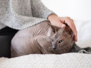 Pisicile fără păr (Sphynx): îngrijire specială și particularități de sănătate