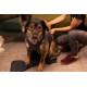 Vesta Calm Pet Nr. 3 – Vestă de calmare pentru câini anxioși (5–9 kg)