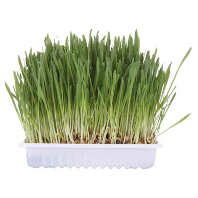 Iarbă din Semințe de Orz, în Castron Plastic, 100 g, 