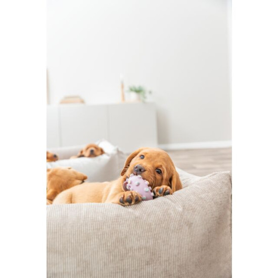 Jucărie pentru Câini, Junior, Mini Inel din Latex, 8 cm, Diferite Culori