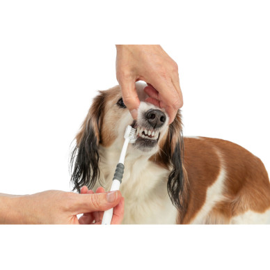 Trixie – periuță de dinți cu 3 capete pentru câini și pisici, 18 cm, alb/gri